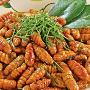 NHỘNG TẰM